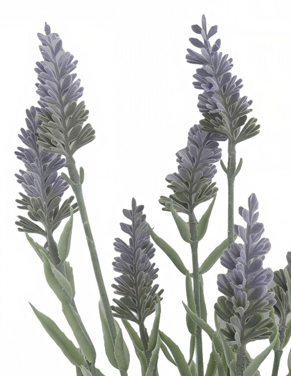 Vara de lavanda 3
