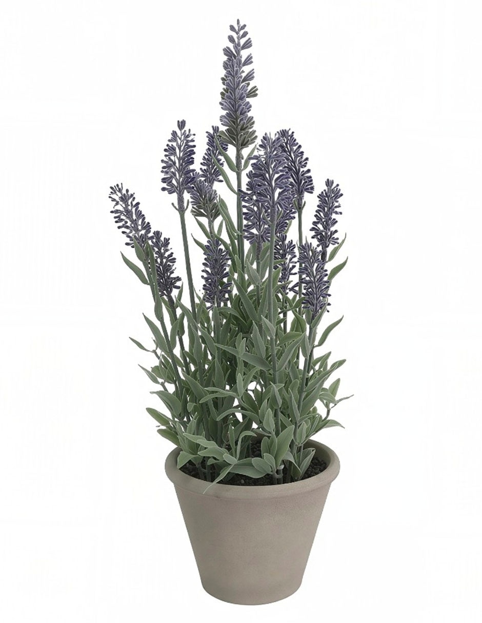Preelaborado de lavanda Preelaborado de lavanda