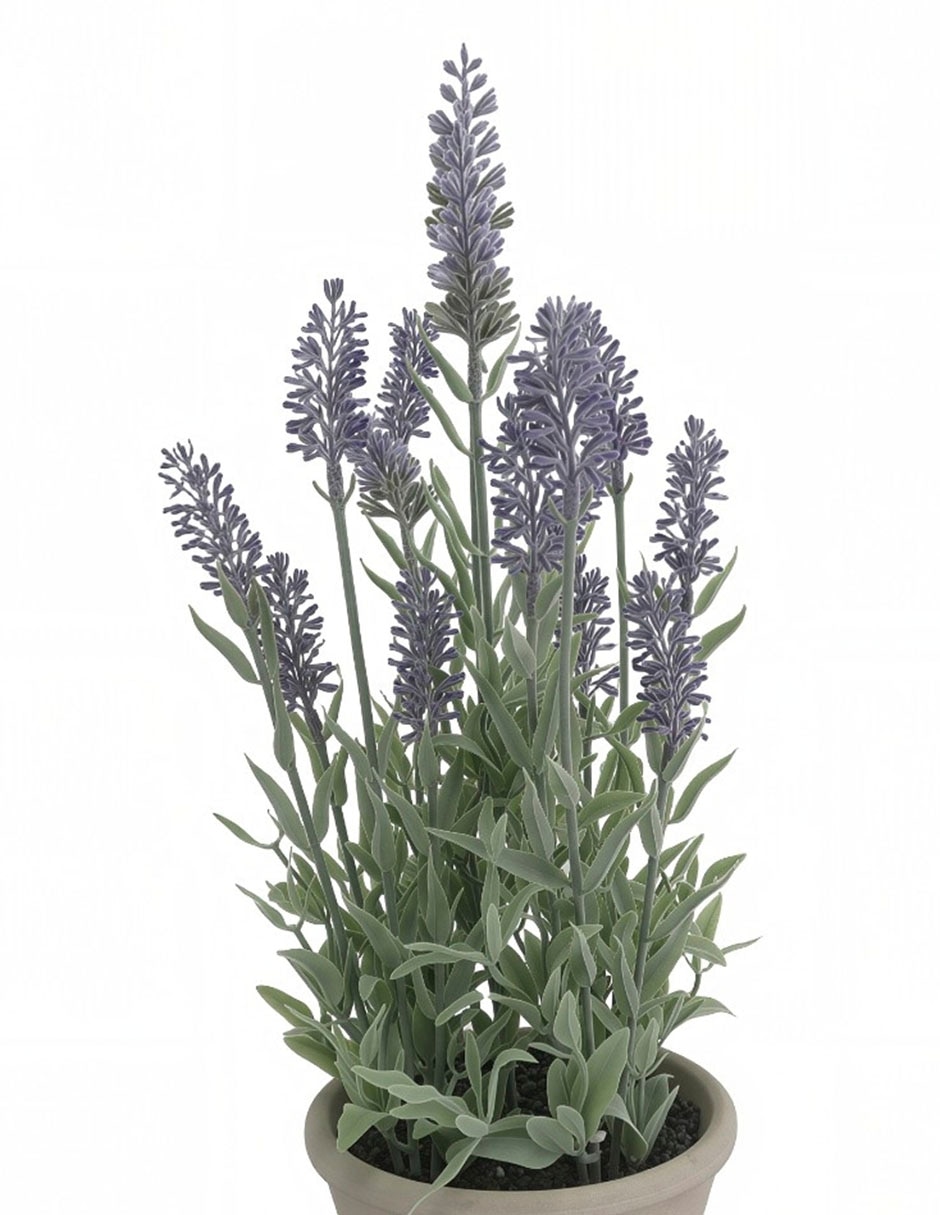 Preelaborado de lavanda 2