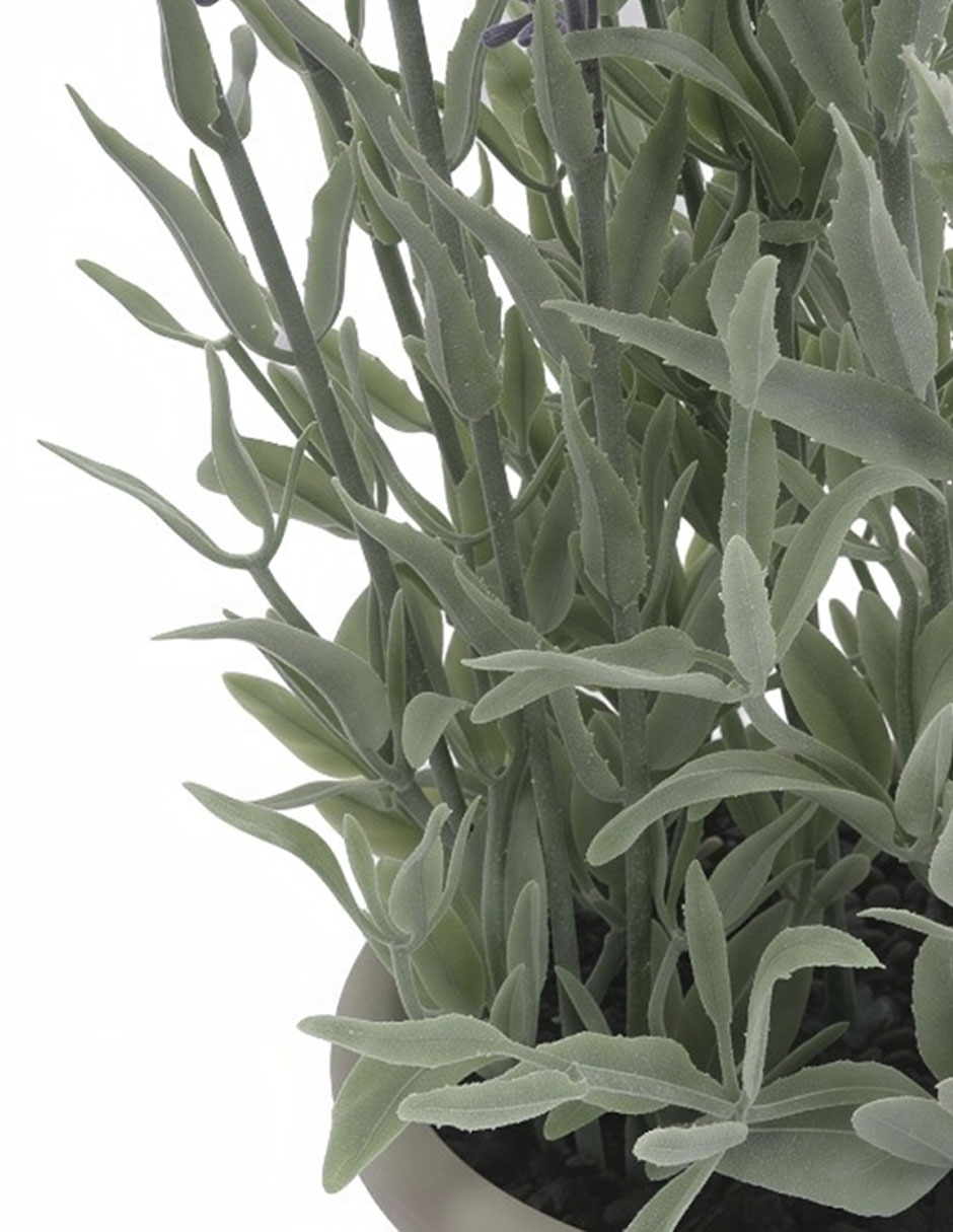 Preelaborado de lavanda 3