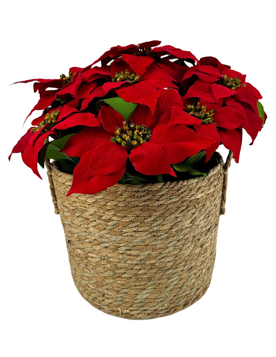 Flor de nochebuena