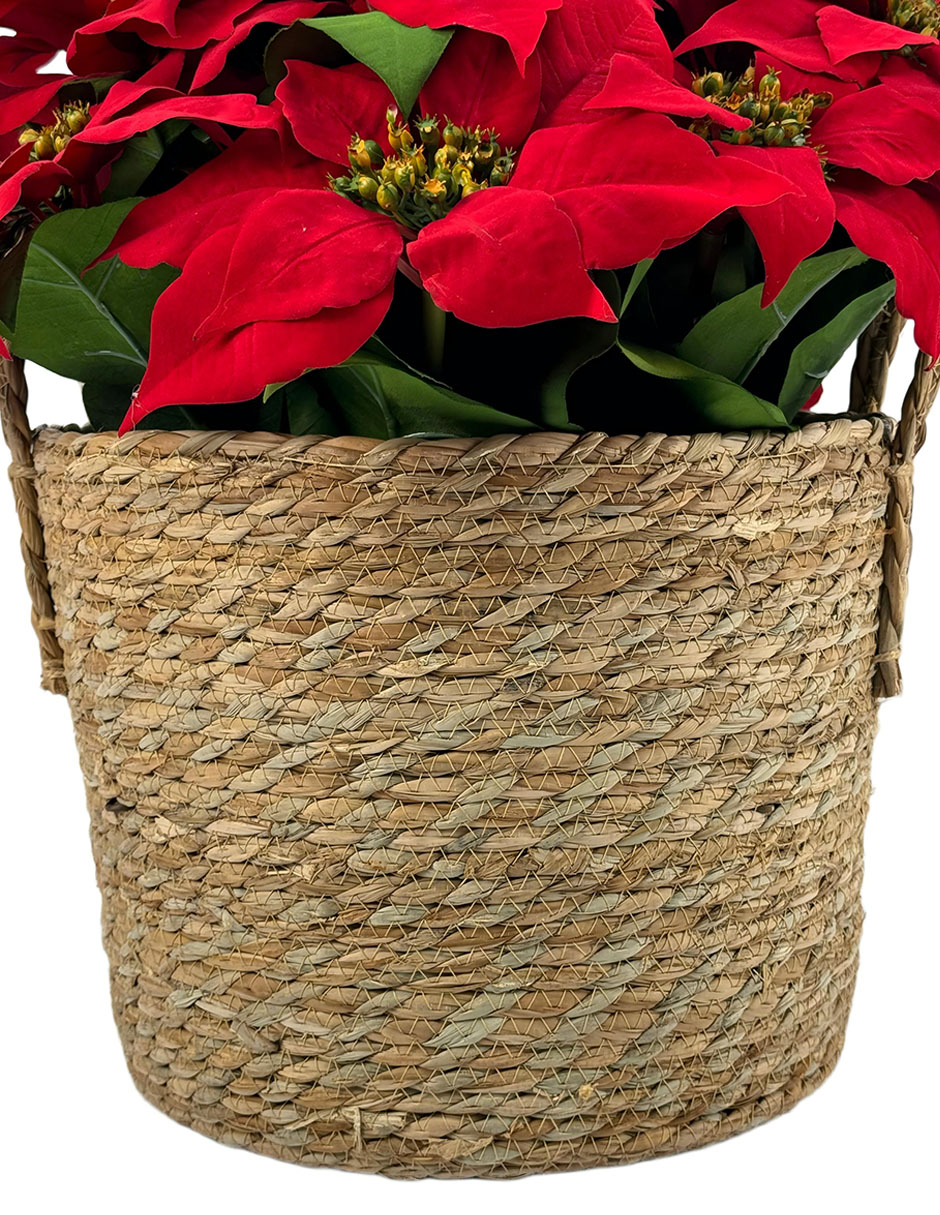 Flor de nochebuena 2