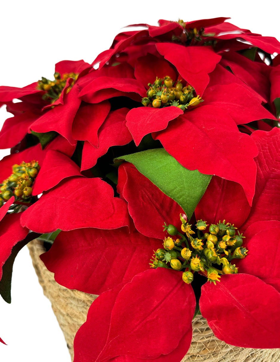 Flor de nochebuena 3