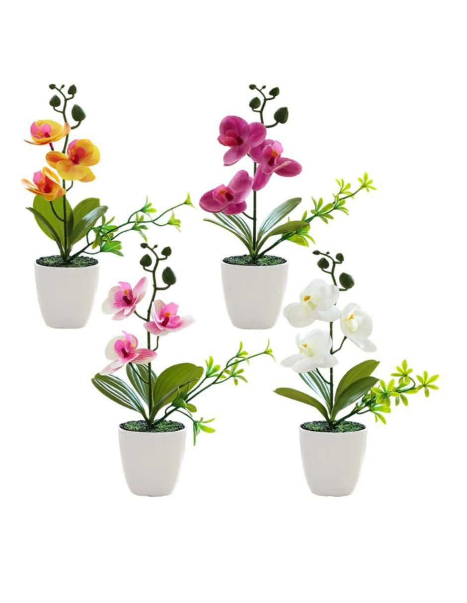 Flor de orquídea Flor de orquídea