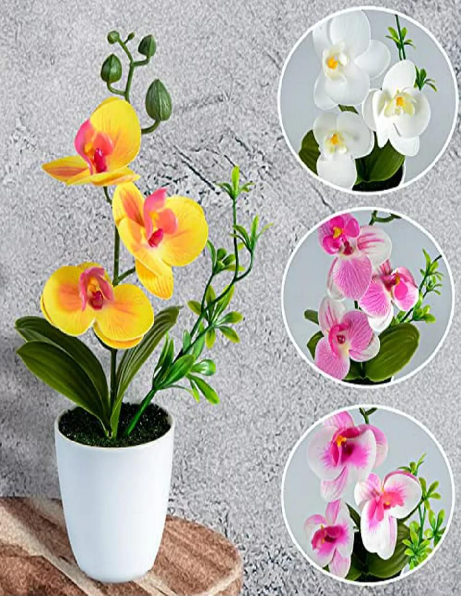Flor de orquídea