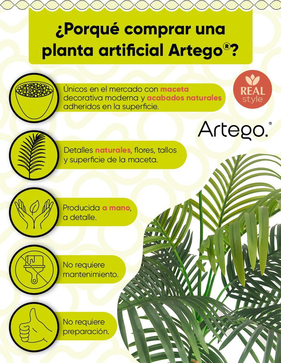 Planta palmera Hawaii Amazona 150 cm con maceta 2