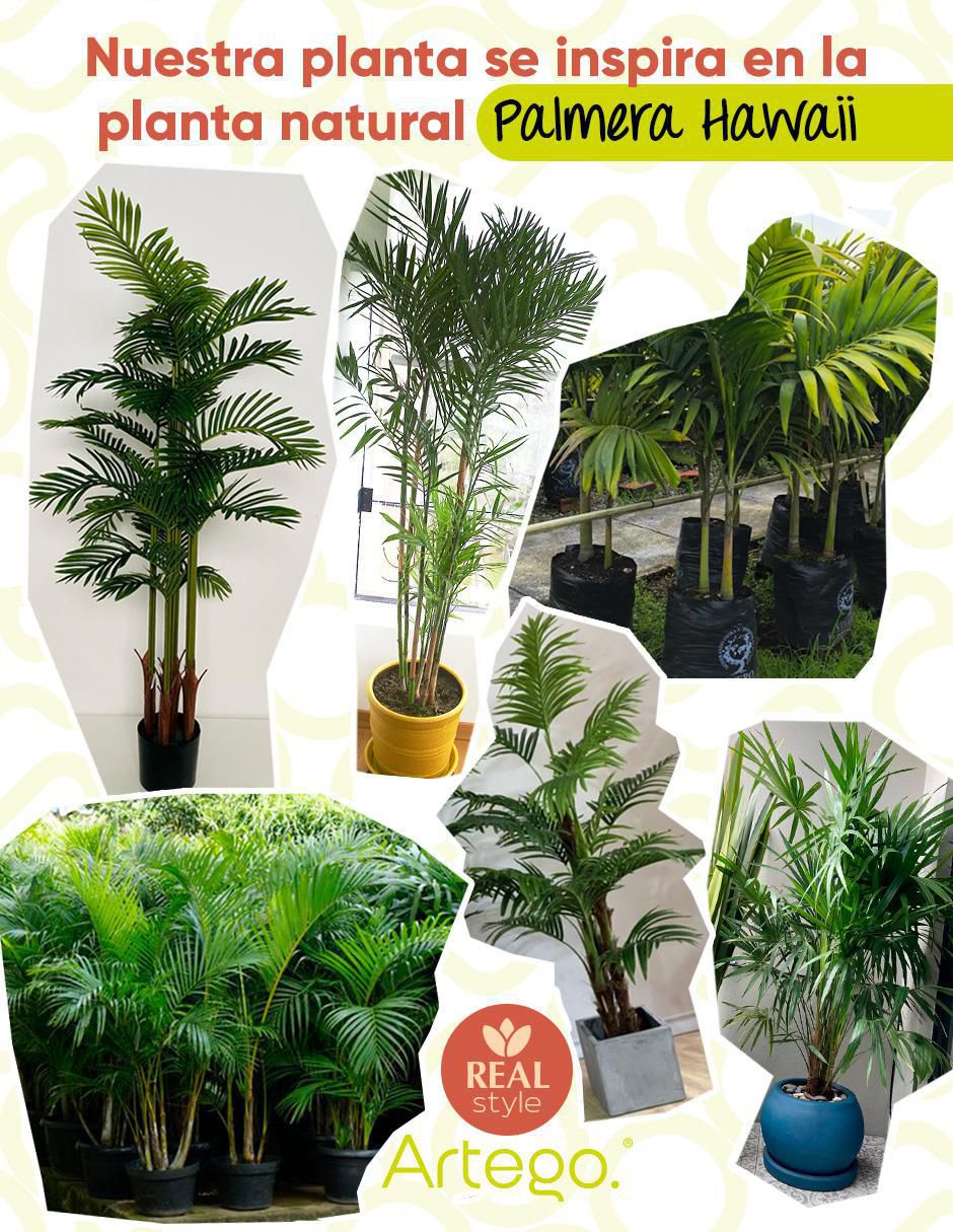 Planta palmera Hawaii Amazona 150 cm con maceta 4