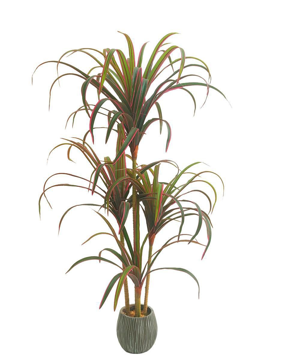 Planta dracena Marginata Nayarit 120 cm con maceta Planta dracena Marginata Nayarit 120 cm con maceta