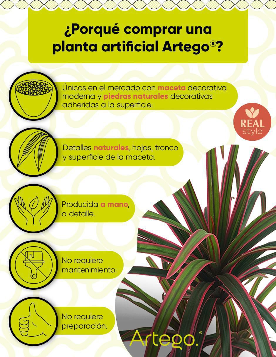 Planta dracena Marginata Nayarit 120 cm con maceta 2