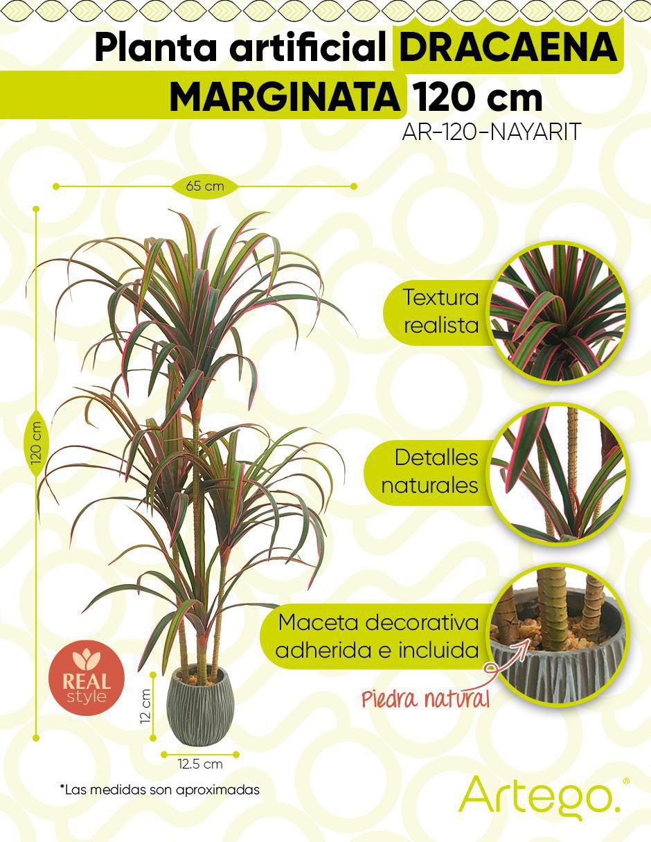 Planta dracena Marginata Nayarit 120 cm con maceta 9