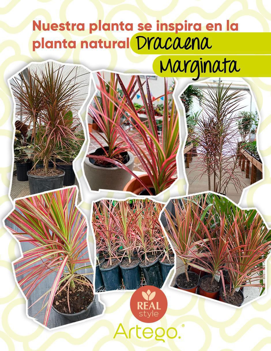 Planta dracena Marginata Nayarit 120 cm con maceta 3