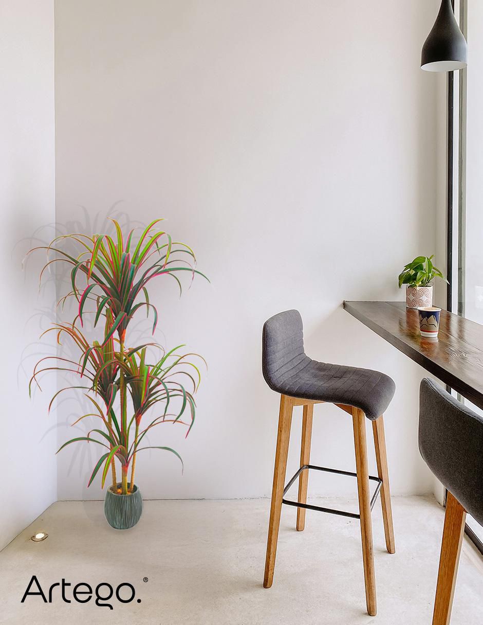 Planta dracena Marginata Nayarit 120 cm con maceta 6