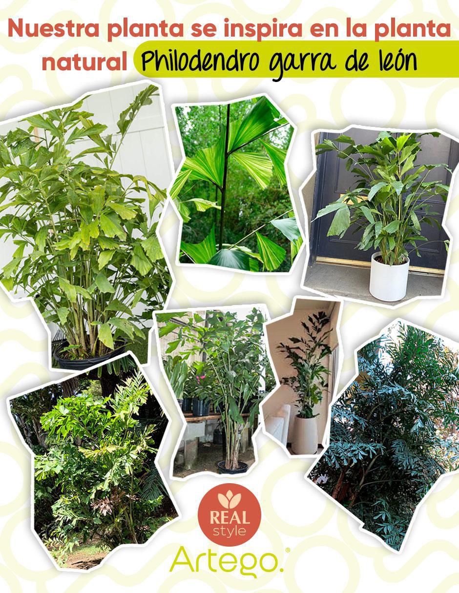 Planta palmera Caryota Fishtail 130 cm con maceta 3