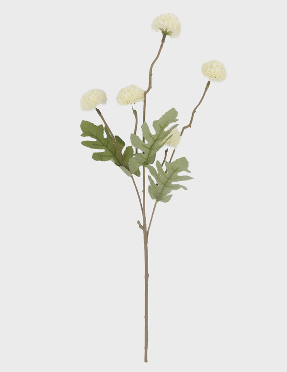 Flor de Frangipani 1