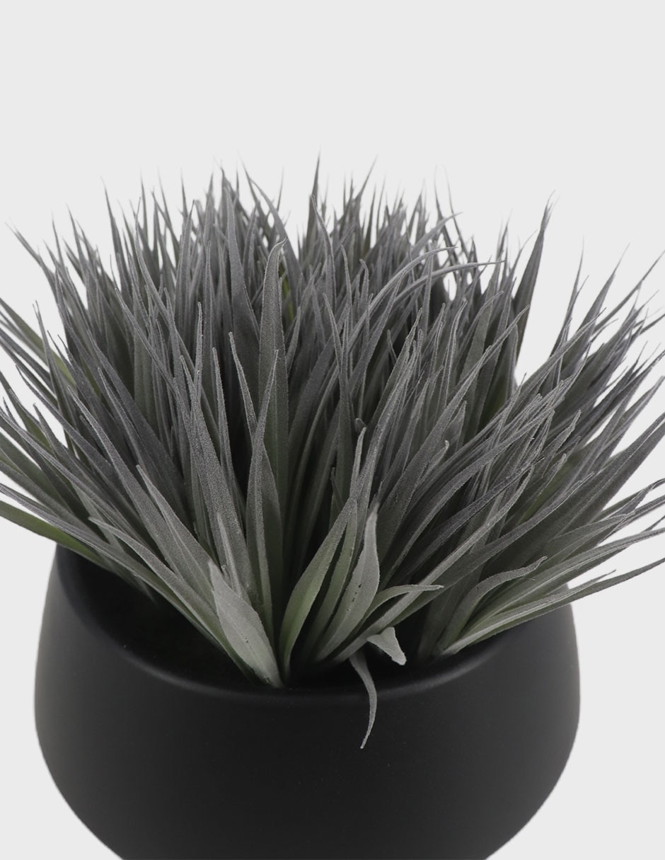 Preelaborado de cactus 2