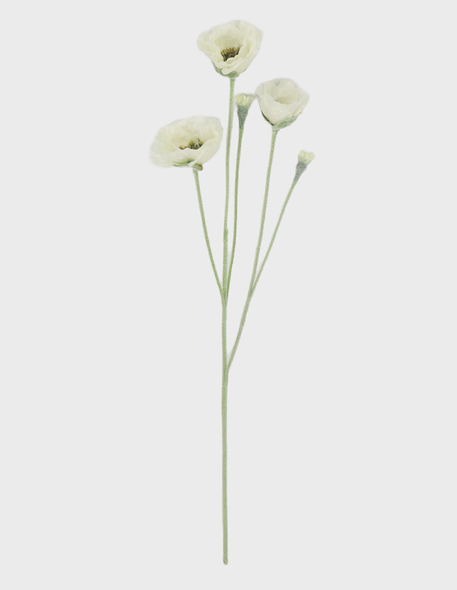 Flor de amapola