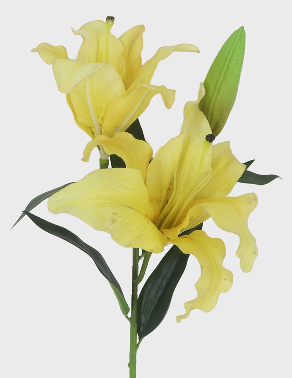 Flor de Lily 2