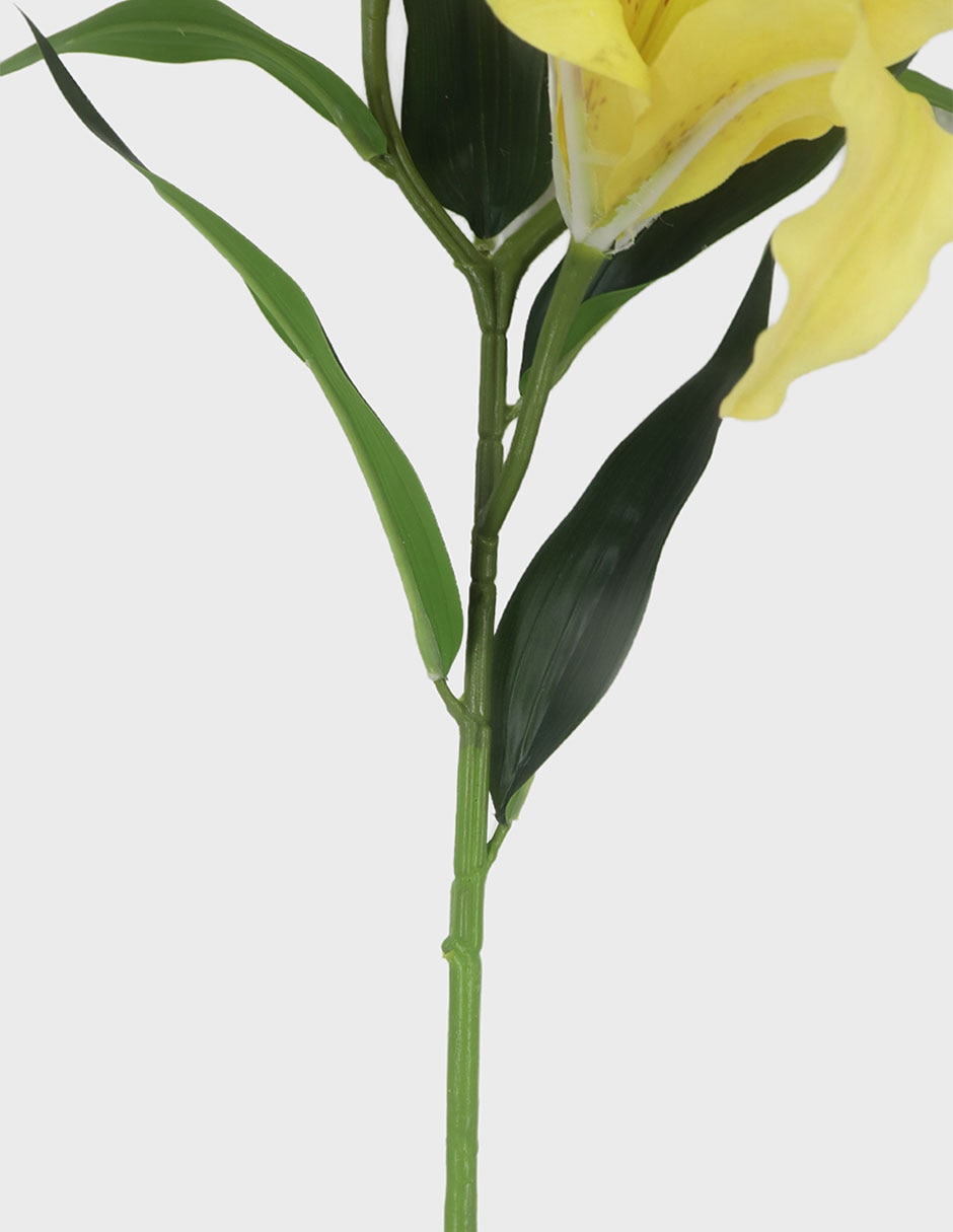 Flor de Lily