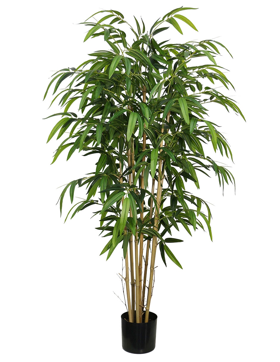 Árbol 1
