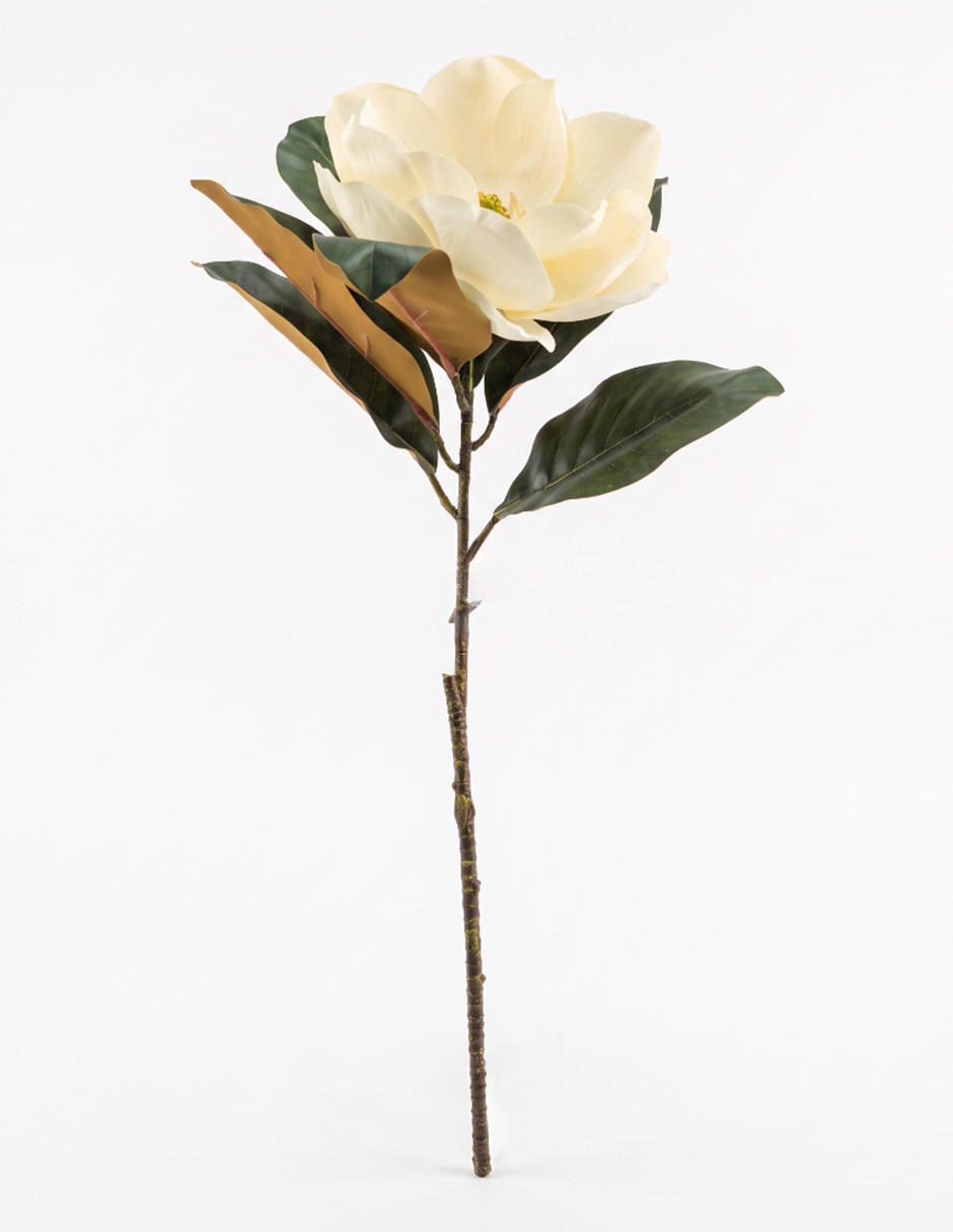 Flor de magnolia 1