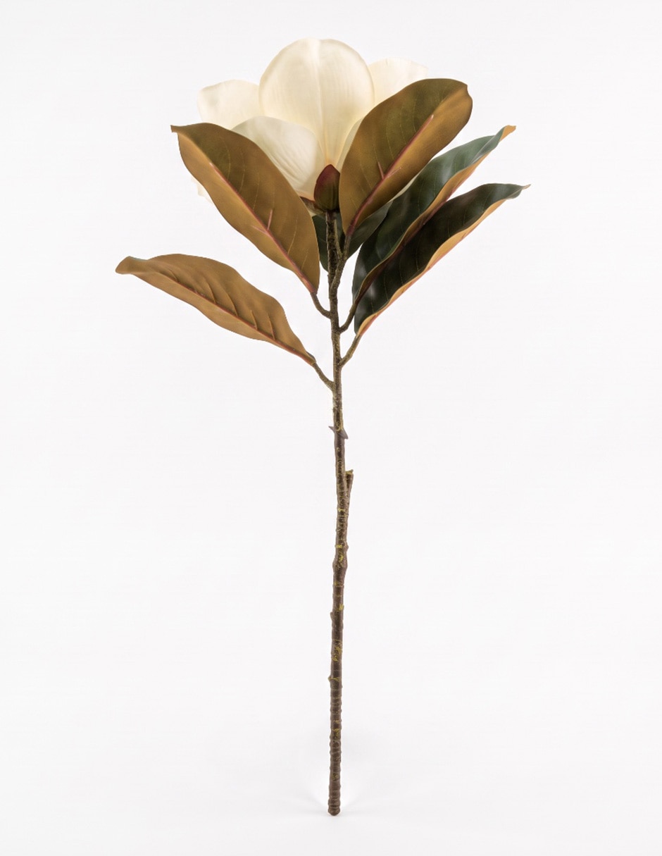 Flor de magnolia 2