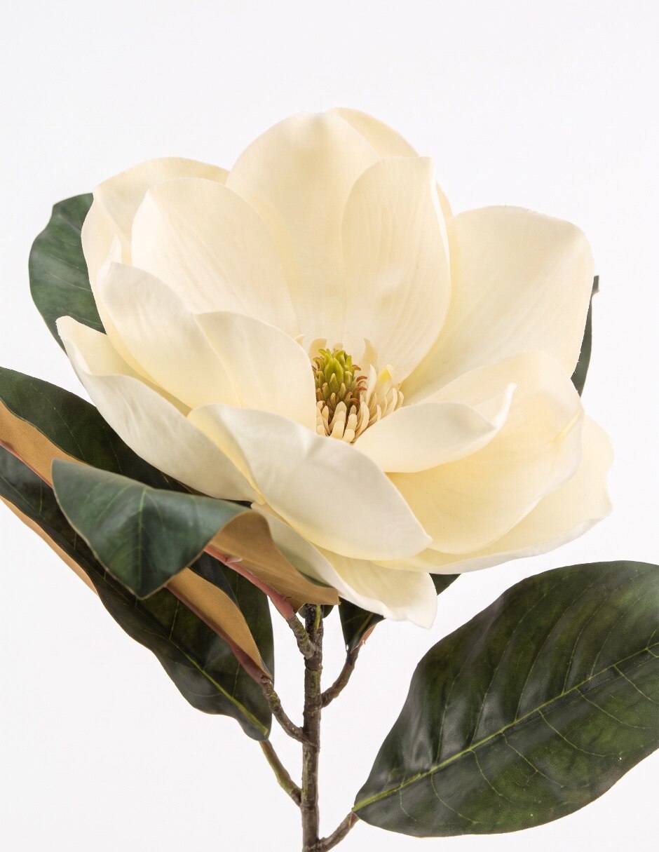 Flor de magnolia 3