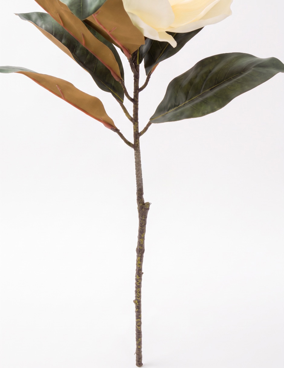 Flor de magnolia 4