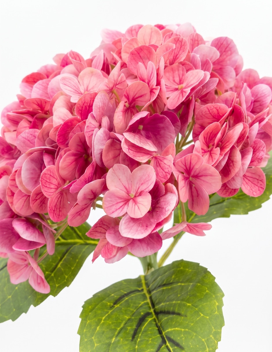 Flor de hortensia 3