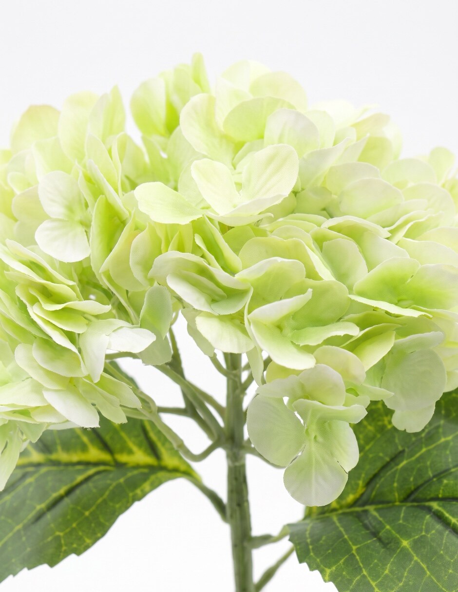 Flor de hortensia 3