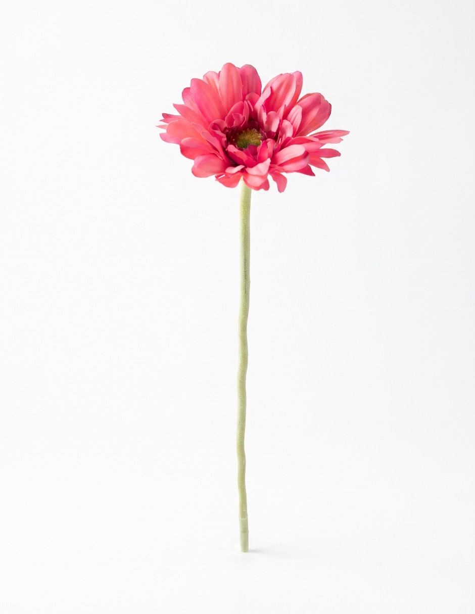 Flor de gerbera Flor de gerbera