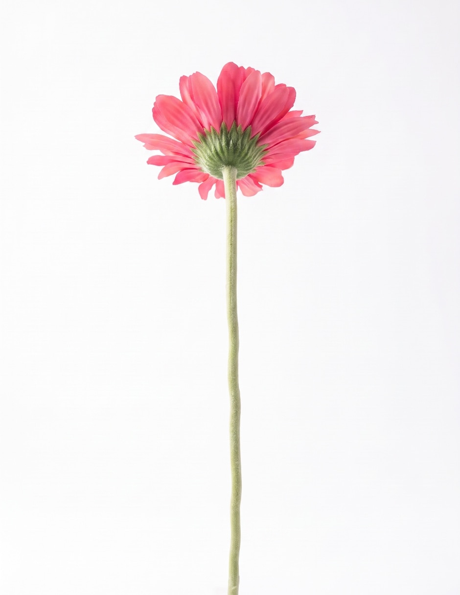 Flor de gerbera 2