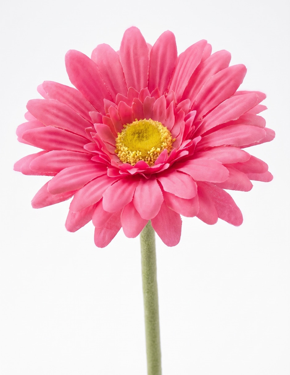 Flor de gerbera 3