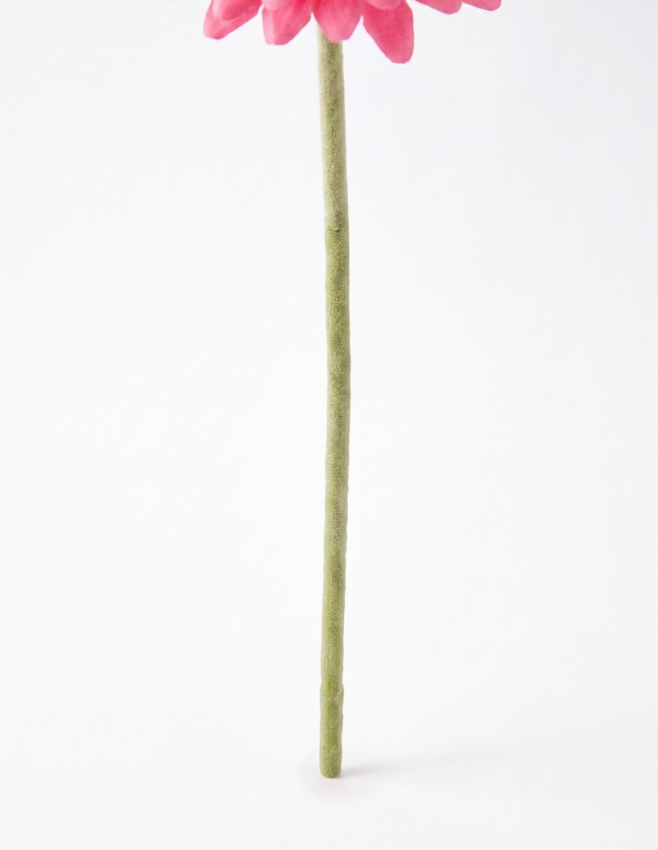 Flor de gerbera 4