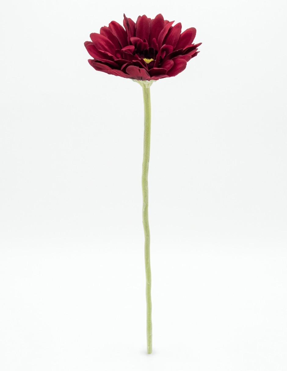 Flor de gerbera
