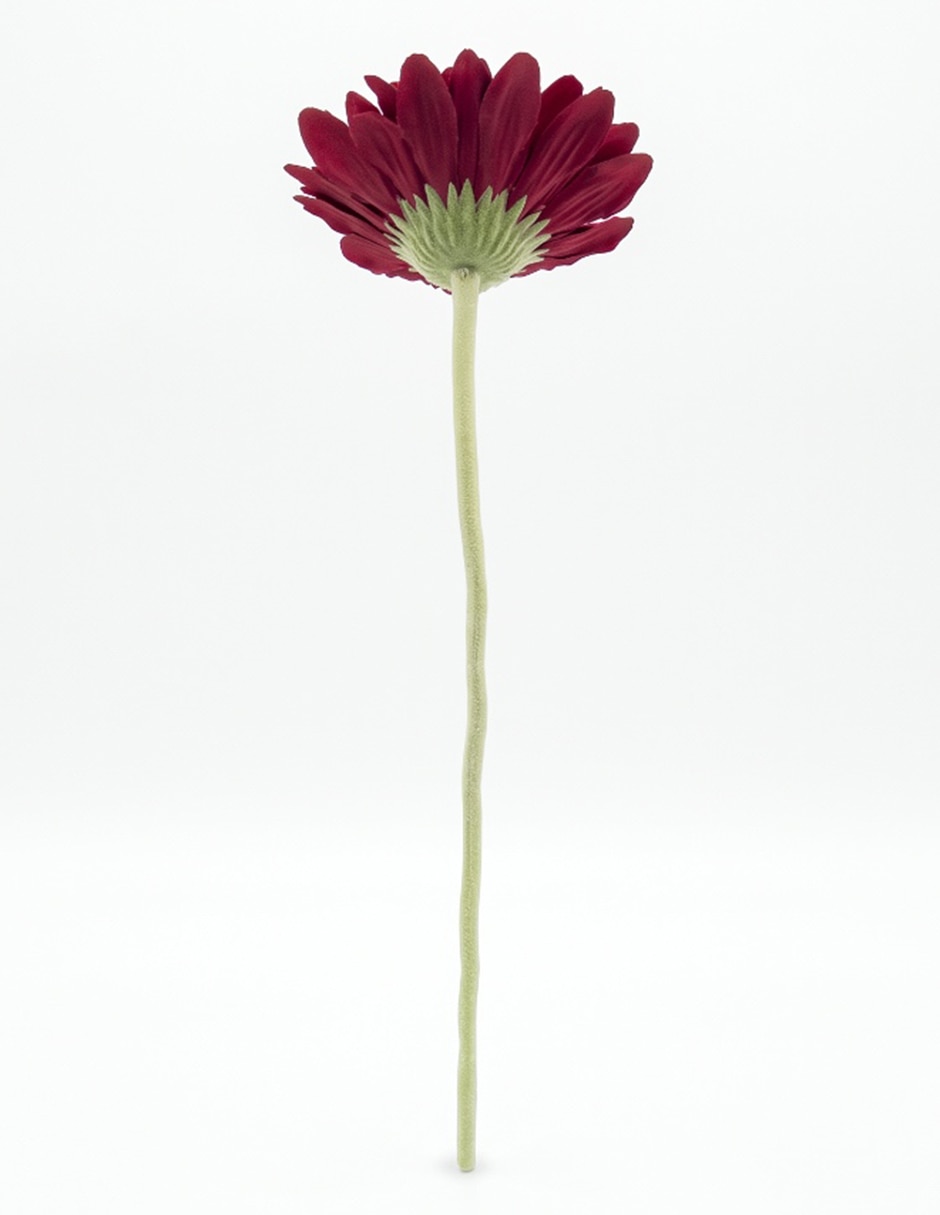 Flor de gerbera 2