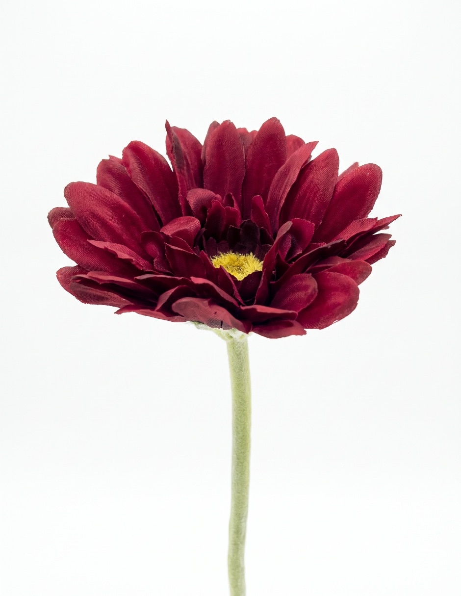 Flor de gerbera 3