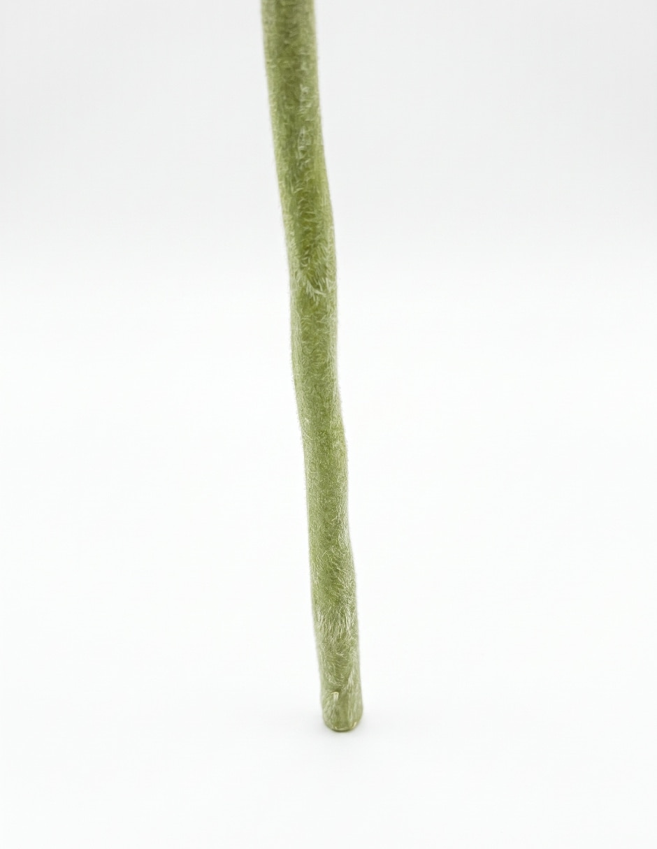 Flor de gerbera 4