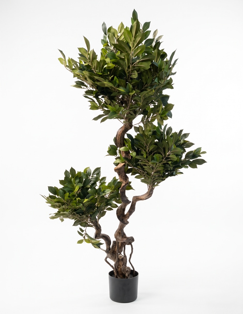 Árbol ficus 1.5 m con maceta