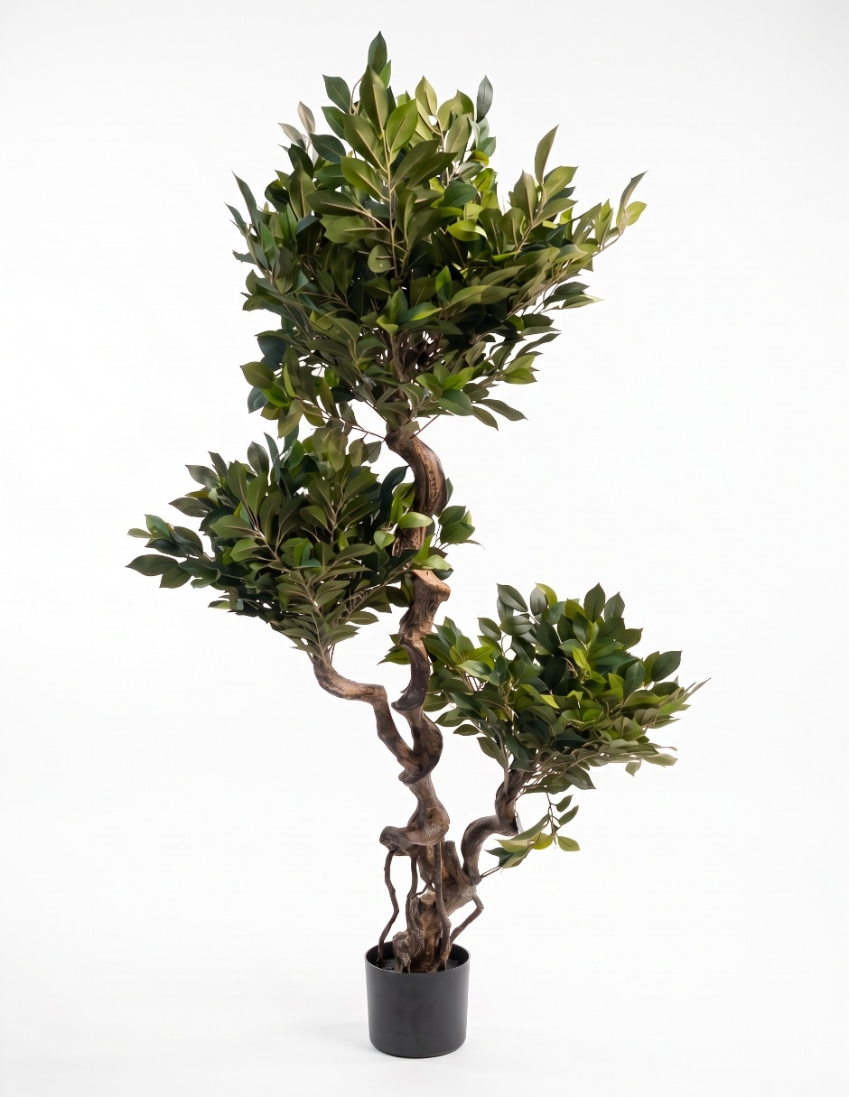 Árbol ficus 1.5 m con maceta 2