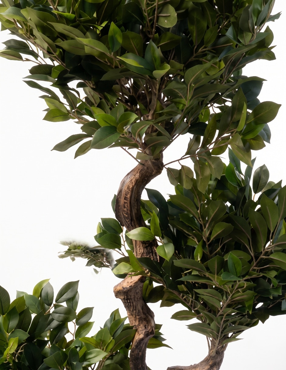 Árbol ficus 1.5 m con maceta 3