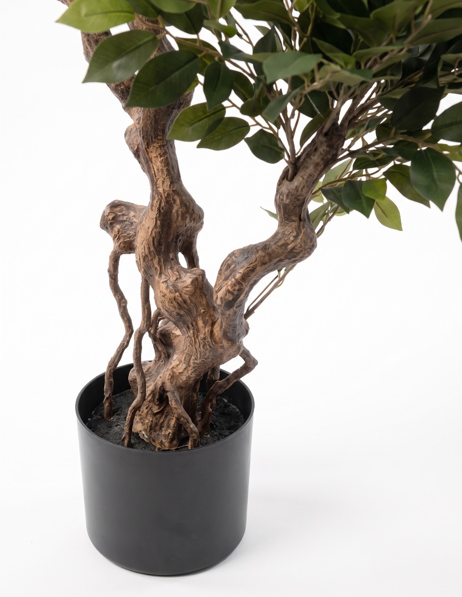 Árbol ficus 1.5 m con maceta 4