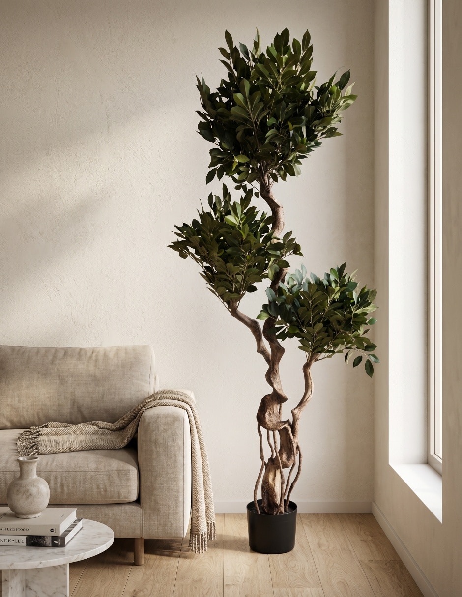 Árbol ficus 1.5 m con maceta 5