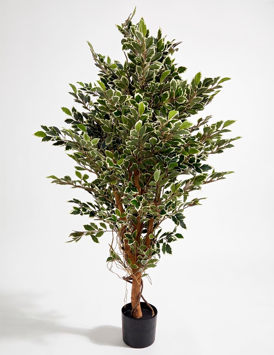 Árbol