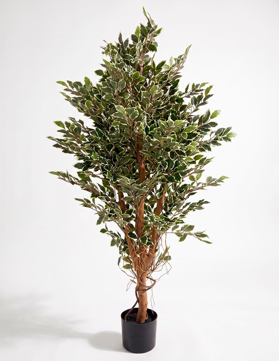 Árbol 3