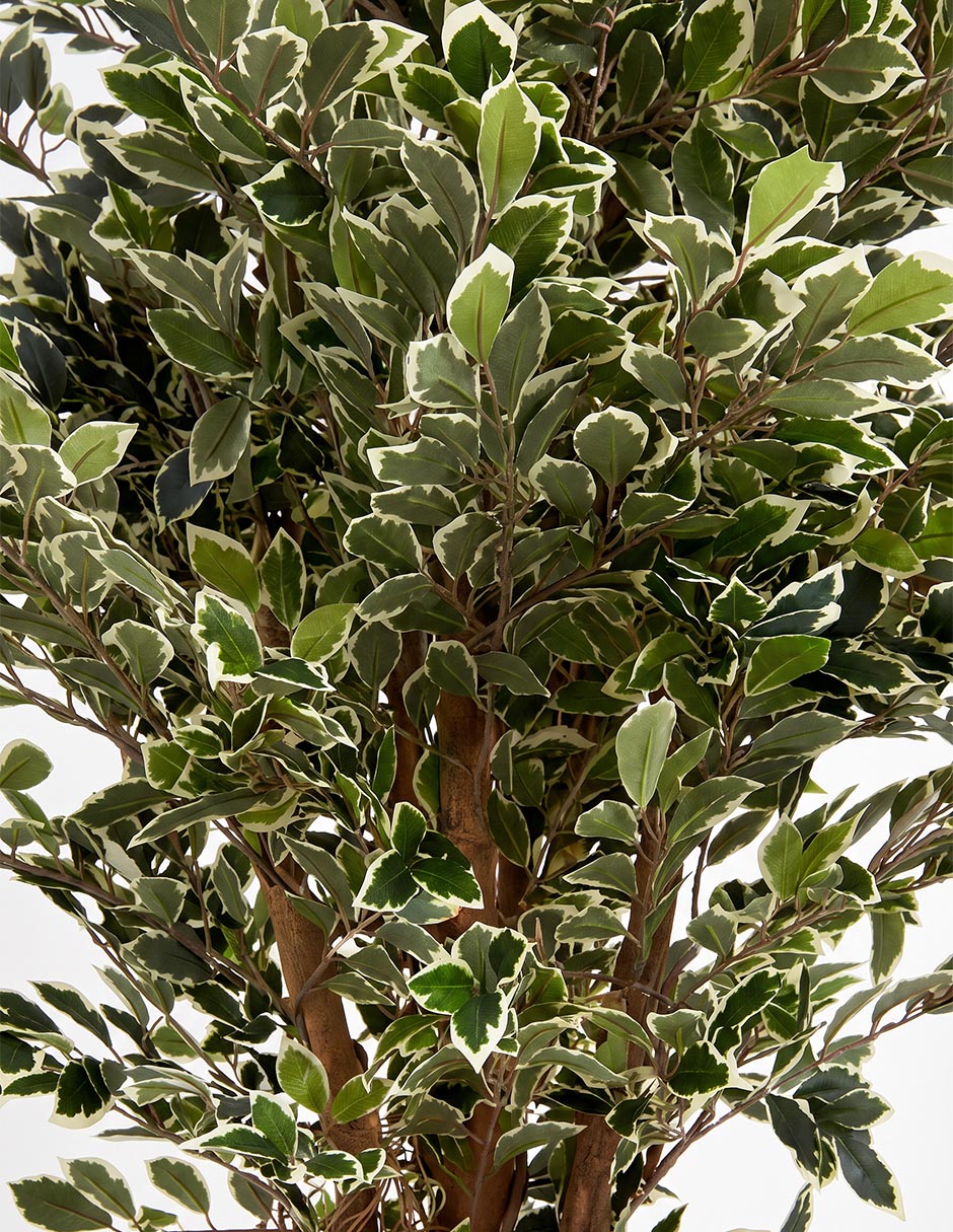 Árbol 4