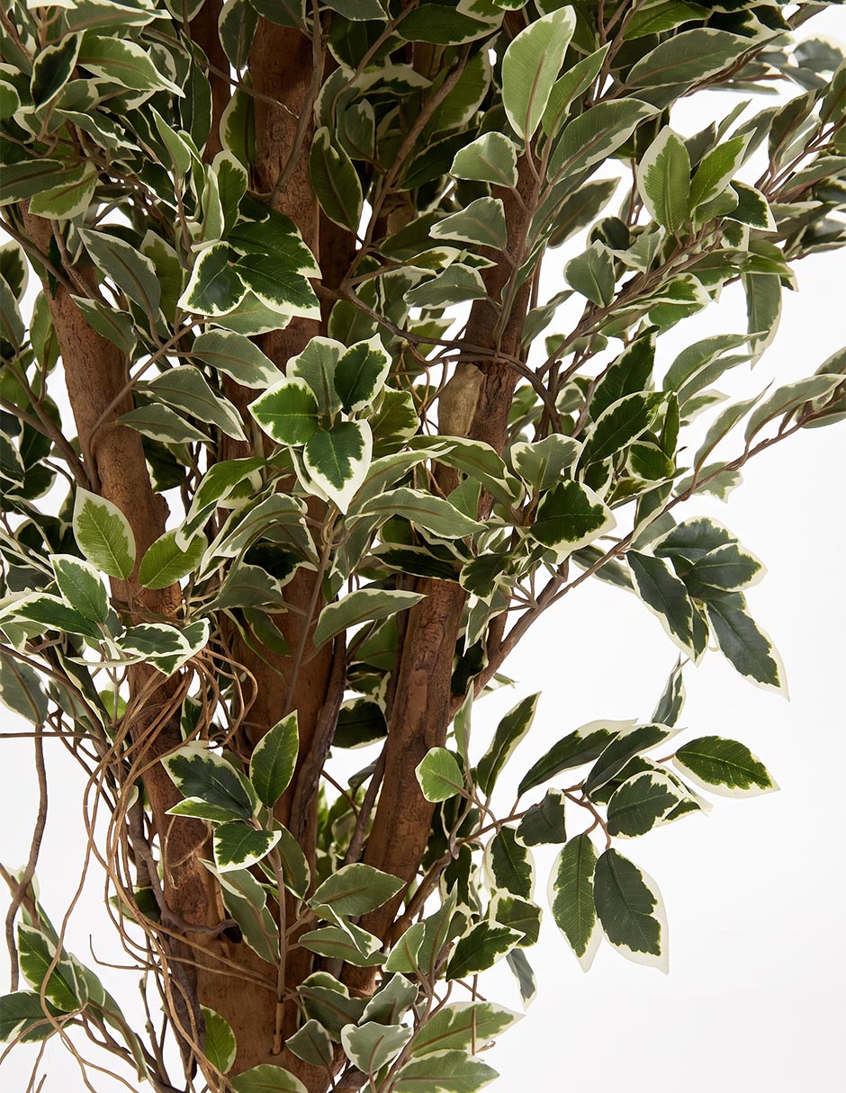 Árbol 2