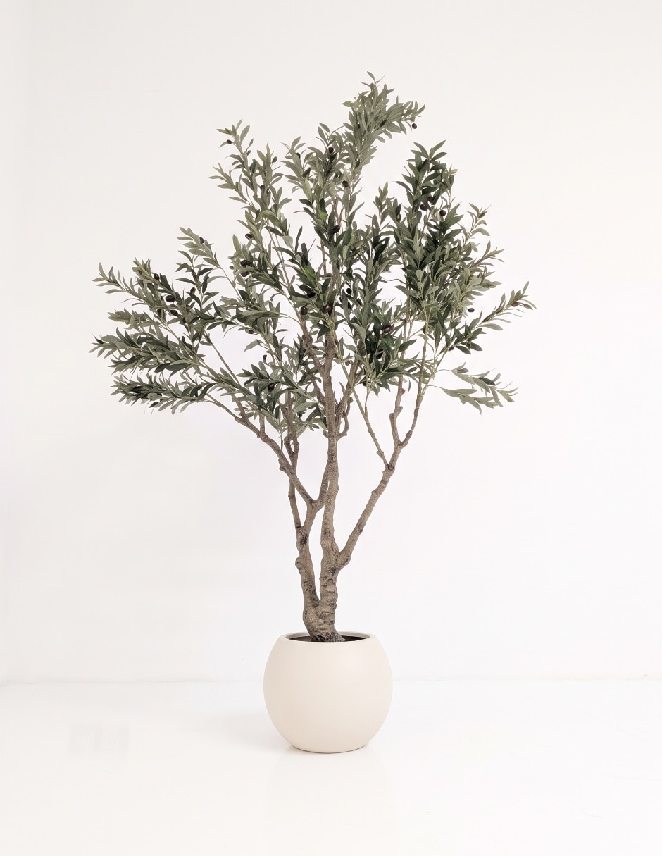 Árbol olivo 234 cm con maceta