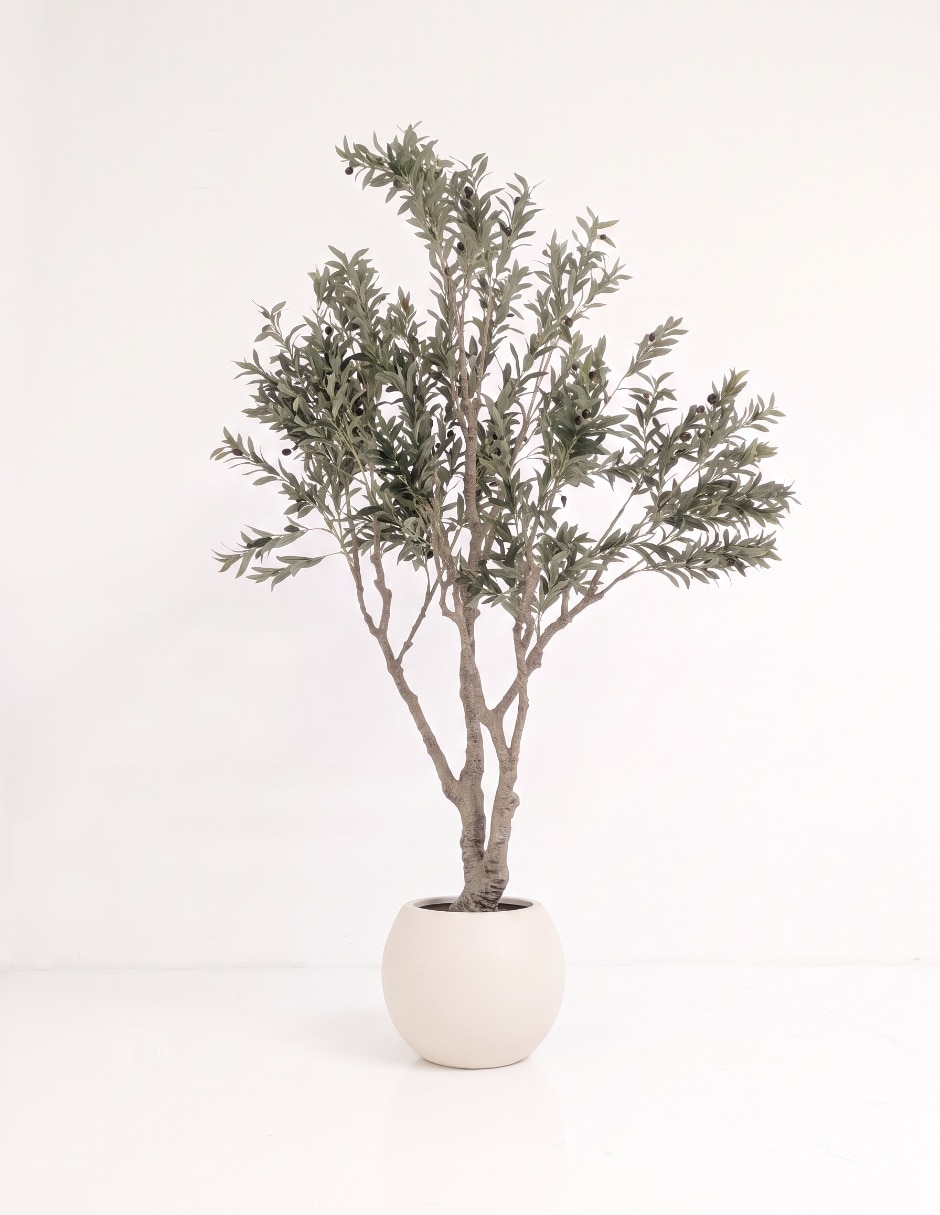 Árbol olivo 234 cm con maceta 2