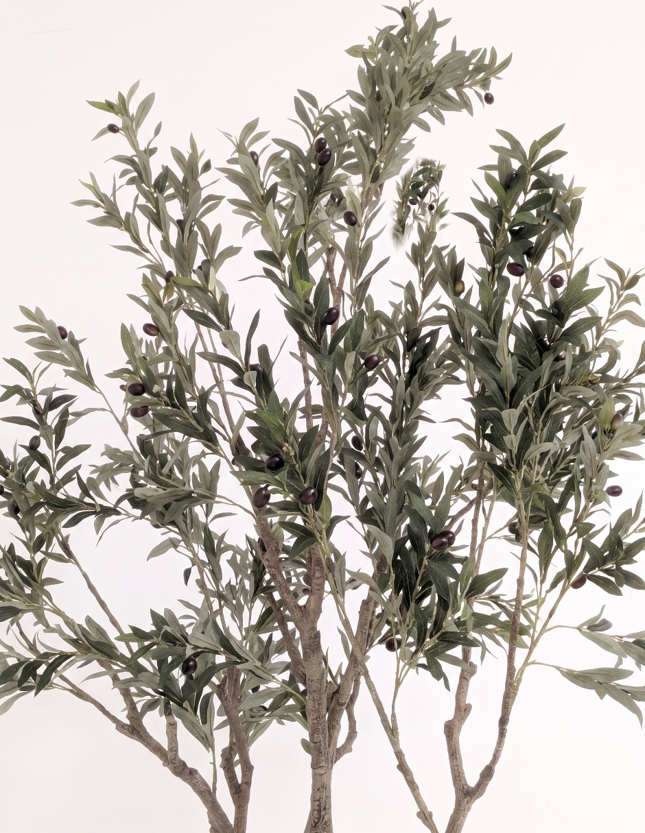 Árbol olivo 234 cm con maceta 3
