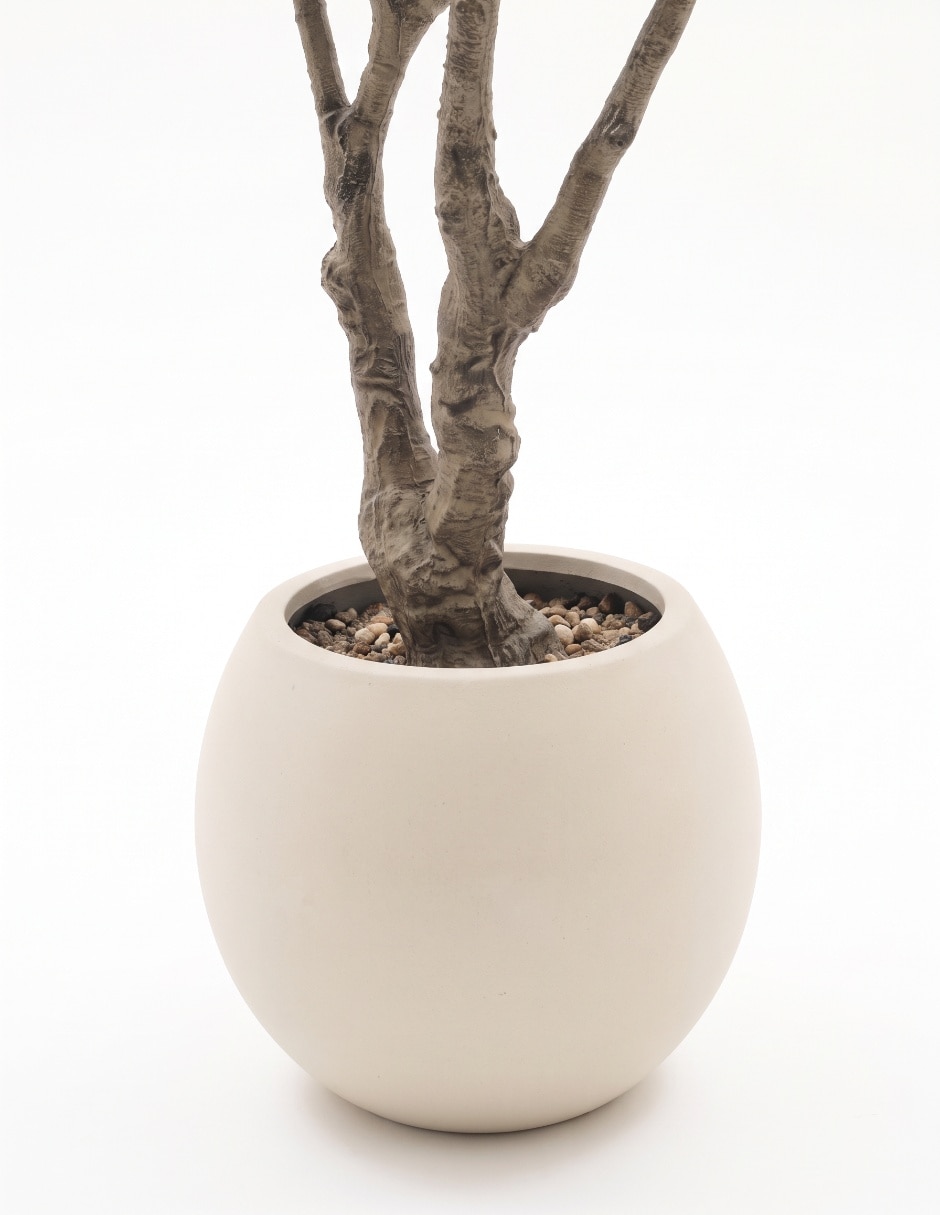 Árbol olivo 234 cm con maceta 4